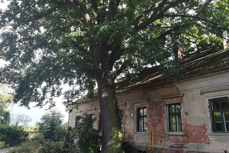 century-old house next to an even older oak tree in the middle of a field