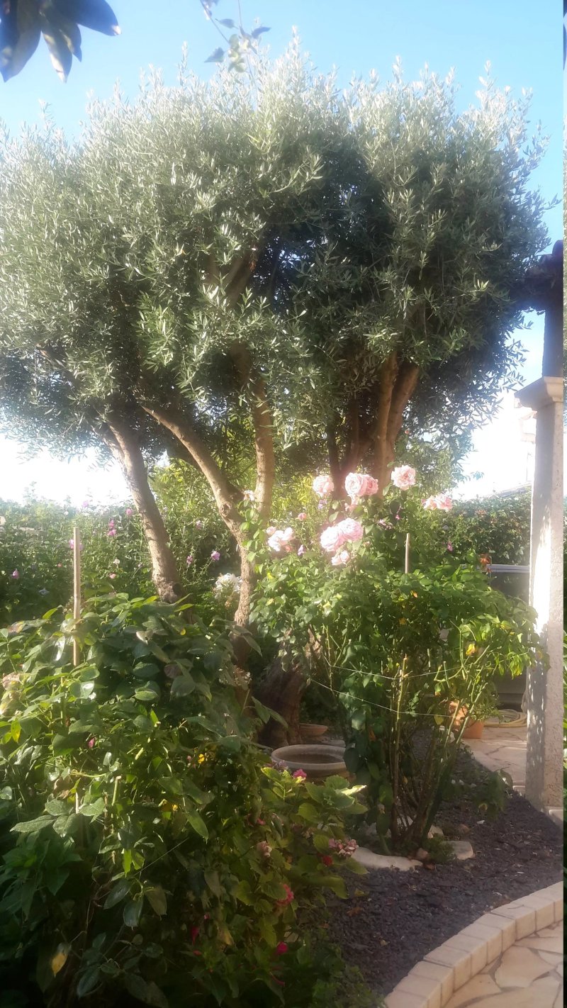 Entre Rose Et Jasmin