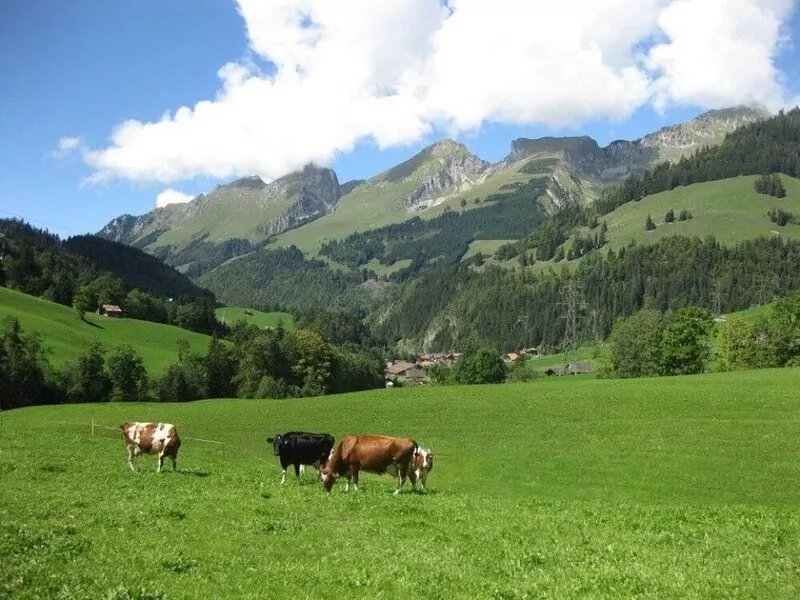 Beautifull apartment in alpine farm
