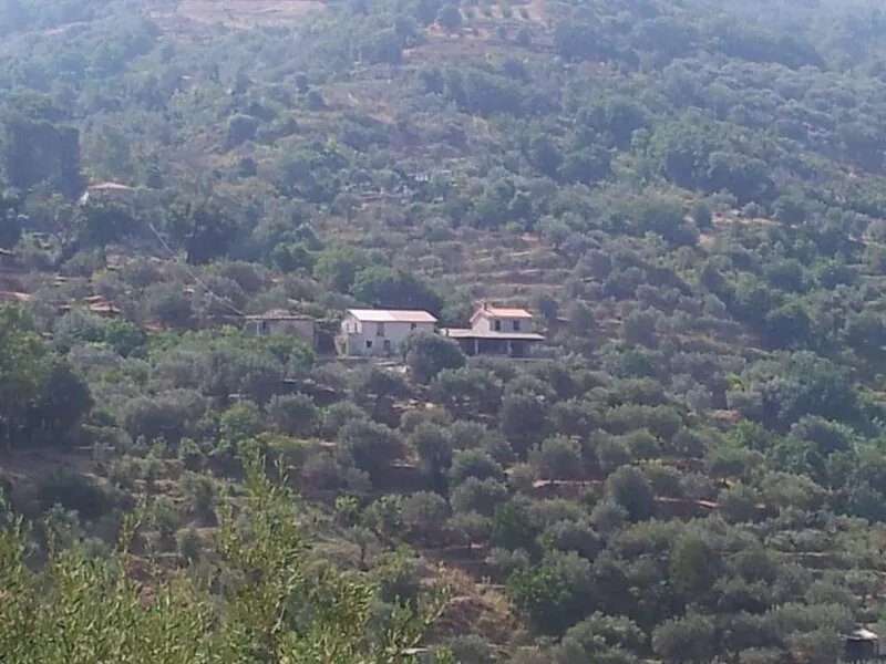 Holiday house in the middle of an olive plantation with fantastic sea view