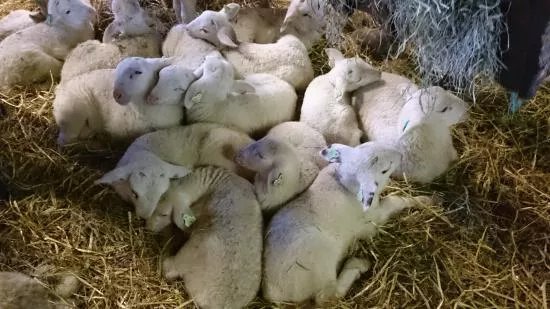 Rheden Sheep Pens