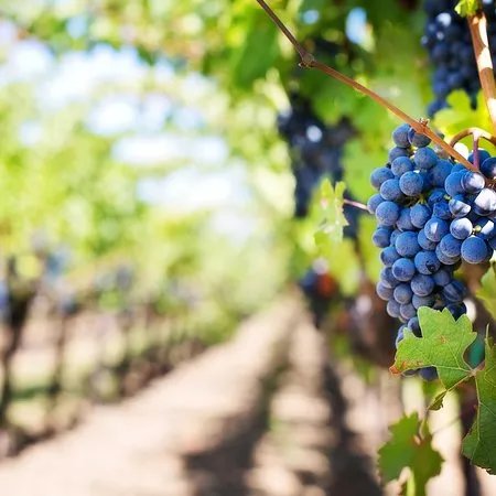 The Grape Escape