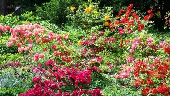 Arboretum Kornickie