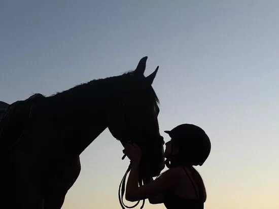 Horse Club Black Horse
