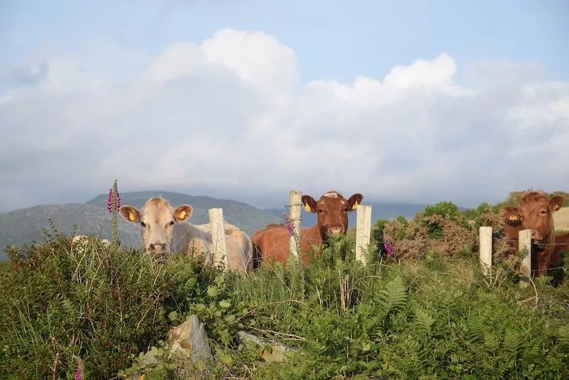 Dove Hollow Cottage, Sunsets and Sweeping Views Of Iveragh Peninsula