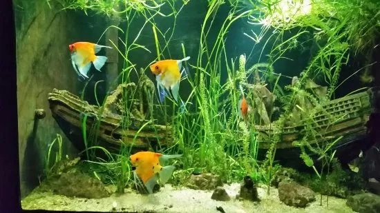 Aqua Expo