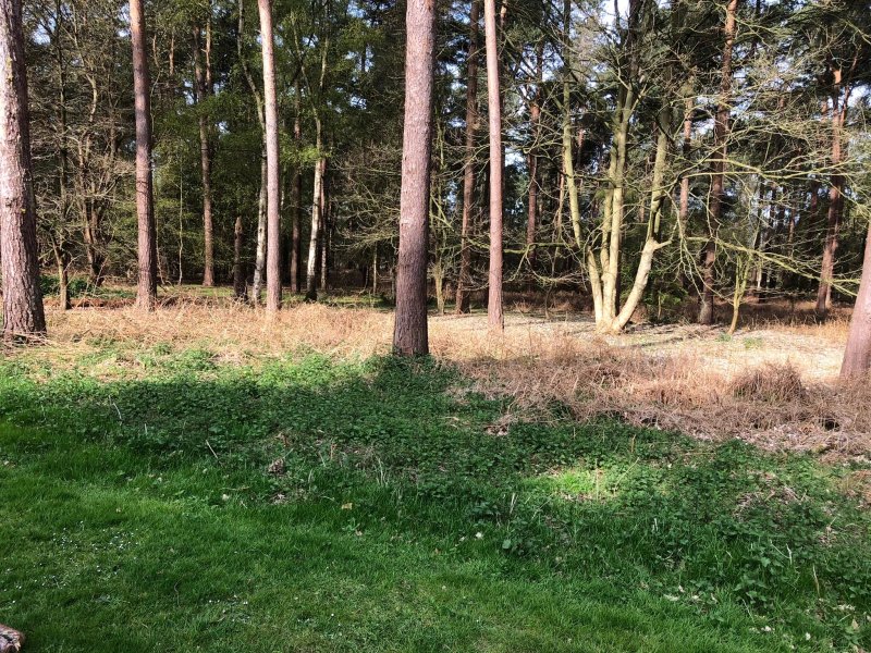 Thetford Forest Caravan and Motorhome Club Campsite