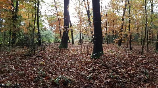 Foret de Bastard