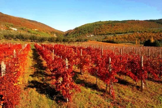 Tili Vini Societa Agricola