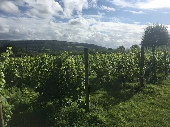 Mumfords Vineyard