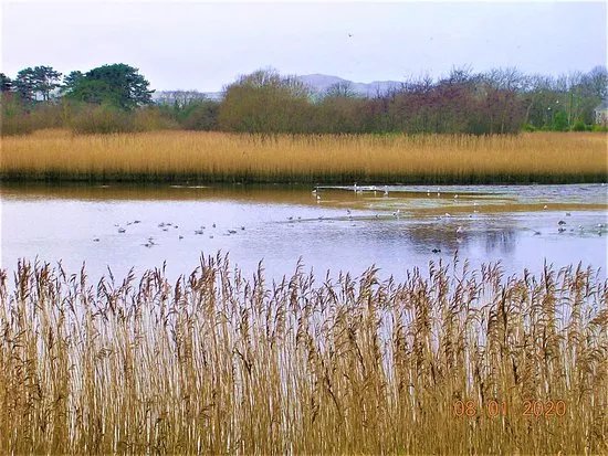 Lon Cob Bach Nature Reserve