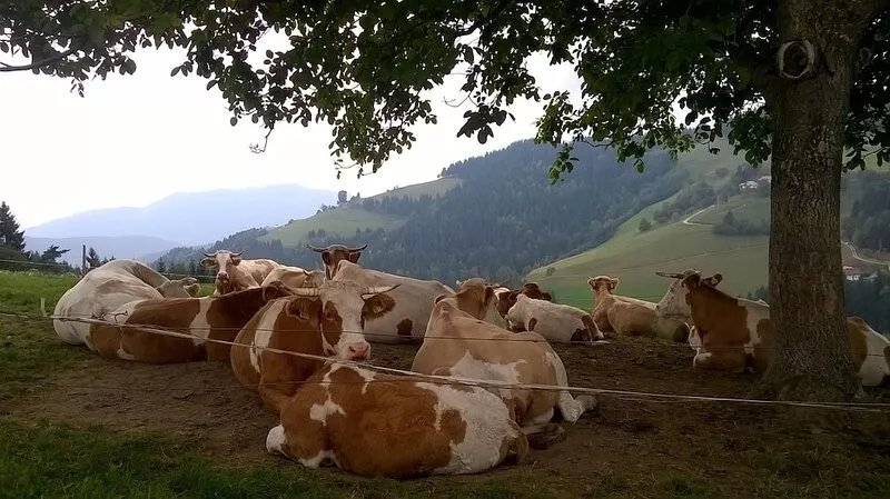 Alpine Style House with Stunning Views, Walking, Biking, Rogla Ski Area+Spa 5km