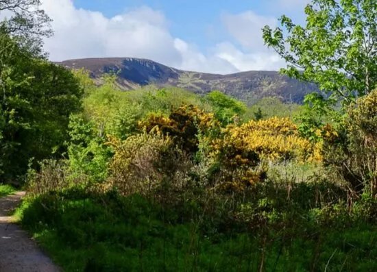 Glen Cloy Fairy Glen