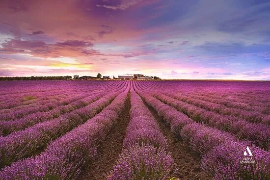 Alpha Lavender