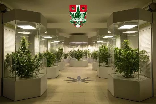 Hemp Embassy Vienna