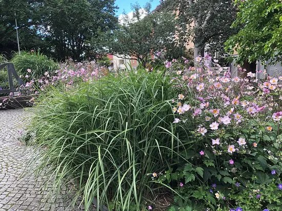 Linneparken i Haga