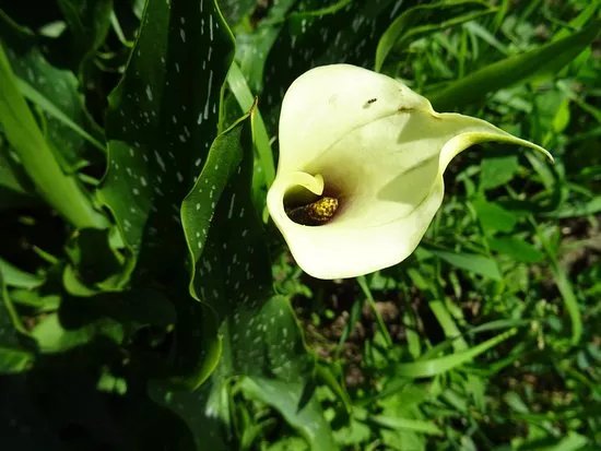 Snijbloemen Pluktuin Bakkum