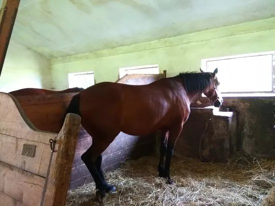 Horseback Riding Club of Slupenec