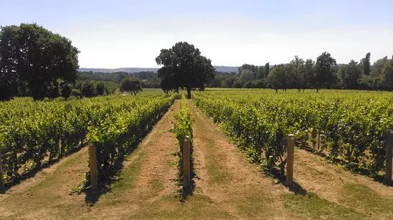 Nutbourne Vineyards