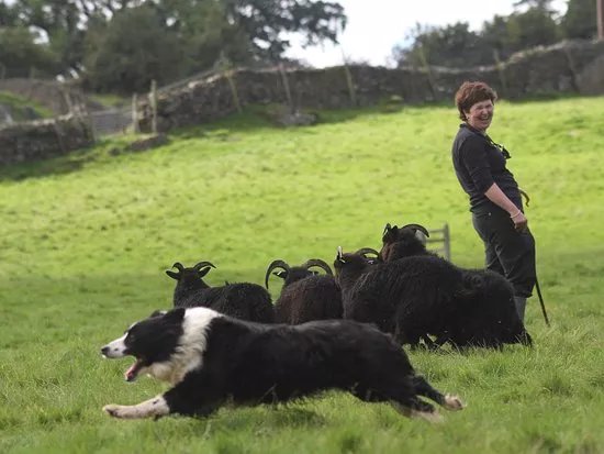 Lake District Sheepdog Experience