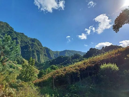 Discovering Madeira One Day Wine Tour