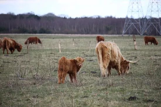 Landgoed Huis ter Heide