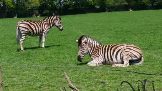 Porfell Wildlife Park & Sanctuary