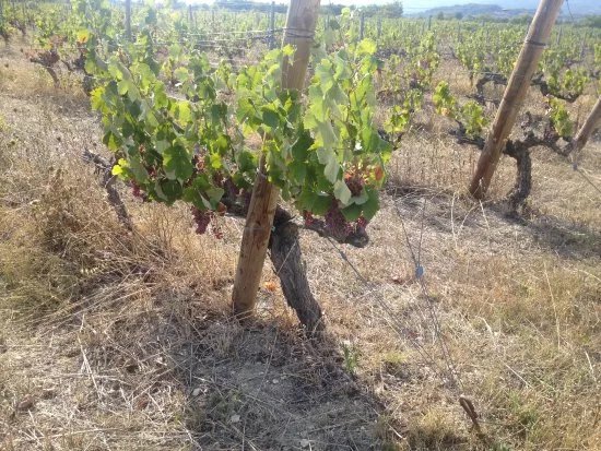 Domaine de Chantegrillet