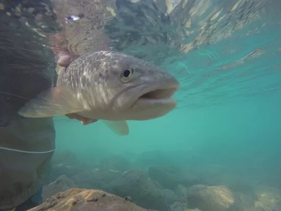 Soca Trout Fly Fishing Slovenia