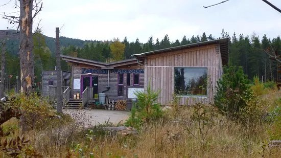 Abriachan Forest