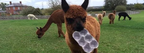 Titus Alpacas