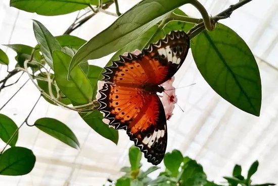 Butterfly House Elbauenpark