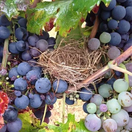 Casa Vinicola Rosato