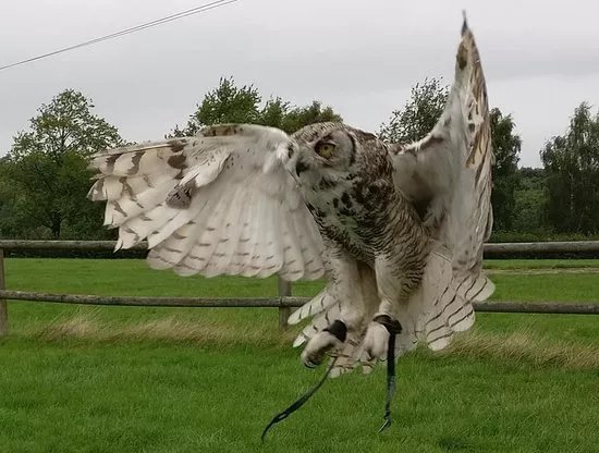 Sky Birds Of Prey