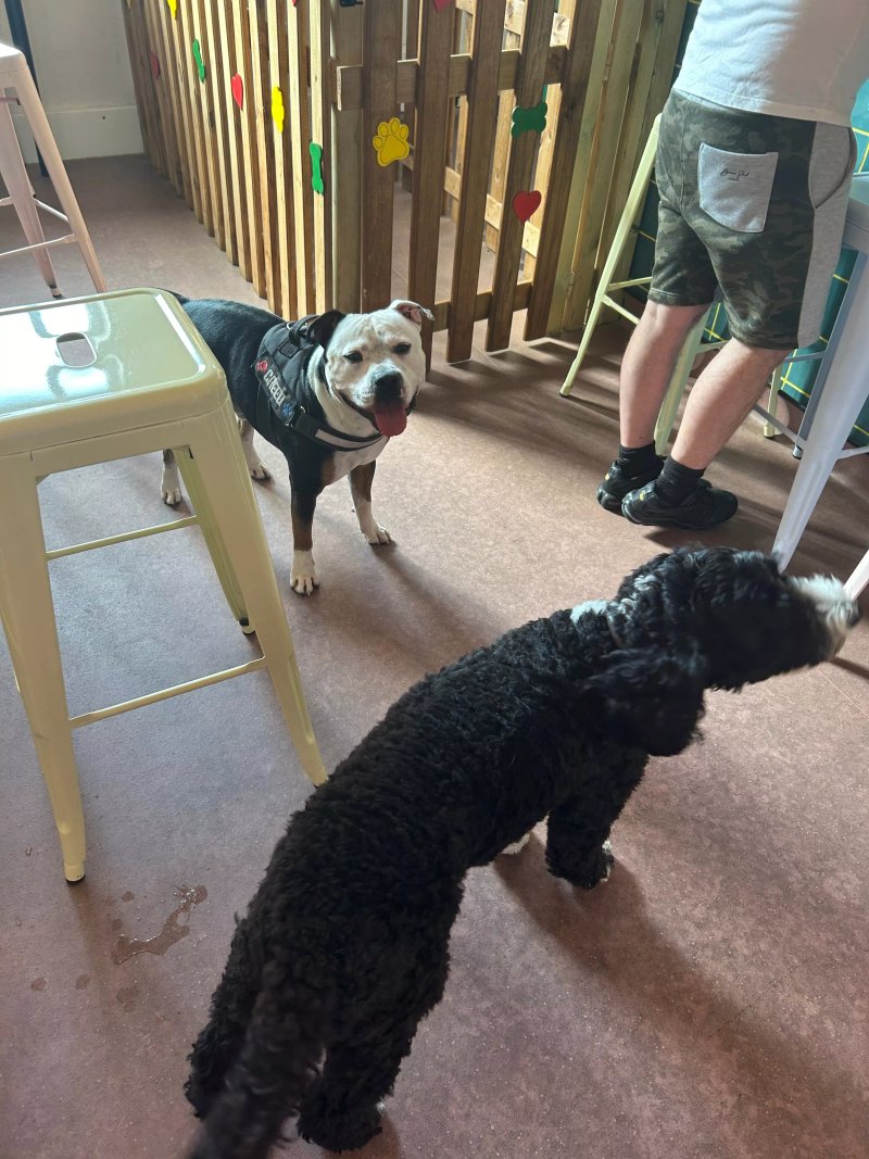 Snuffle Dog Cafe and Wine Bar