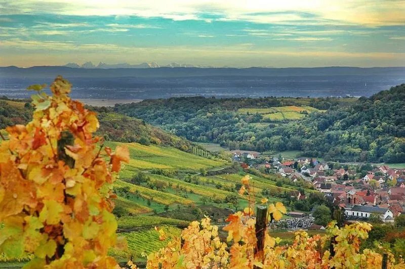 Cottage "At the heart of the vineyard" (Furnished tourist accommodation
