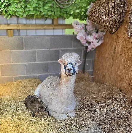 Woodlands Alpaca Farm