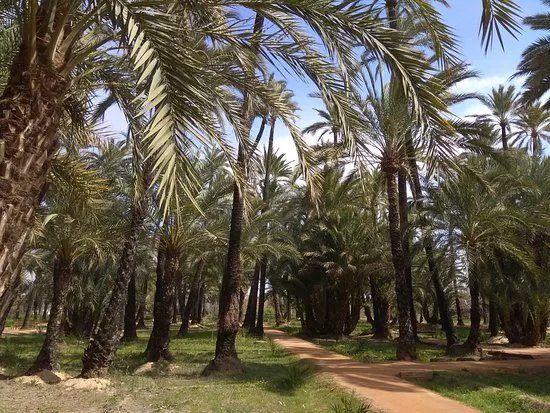 Palmeral de Santiago y Zaraiche