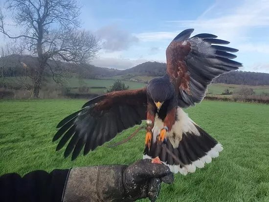 Wren's Birds Of Prey
