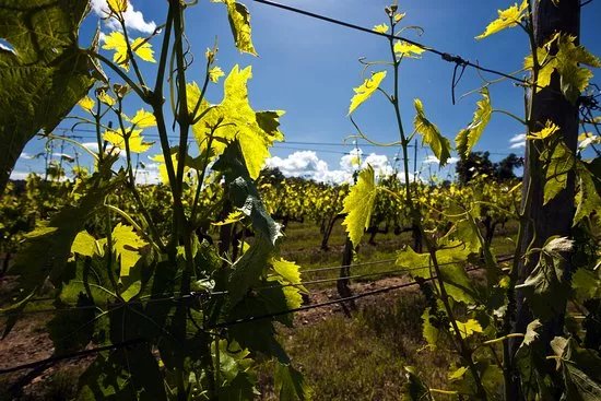 Winery Solaria Patrizia Cencioni