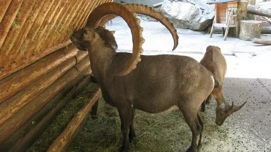 Wildpark Feldkirch