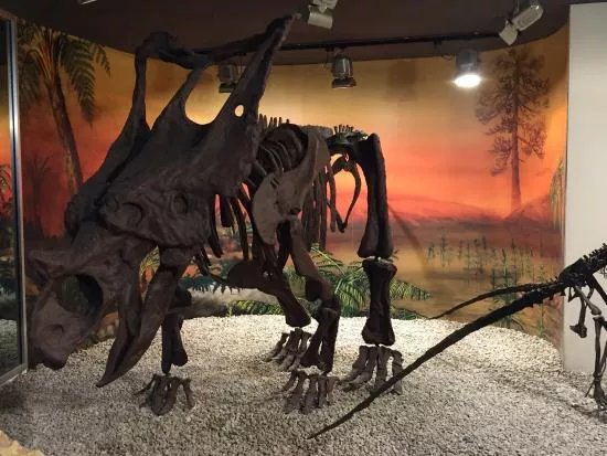 Museo Paleontologico de Elche