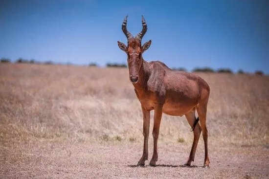 BEST Kilimanjaro CLIMBING | HIKING | BIKE TREK | Operator Serengeti Migration Safaris in Moshi or Arusha 2024 - 2025