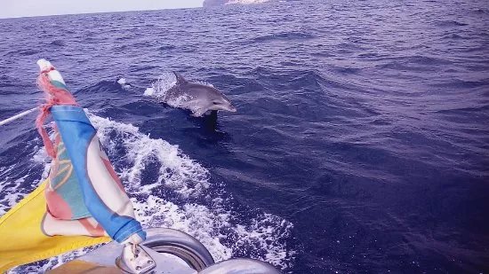 Lourenco Sardinha boat tour