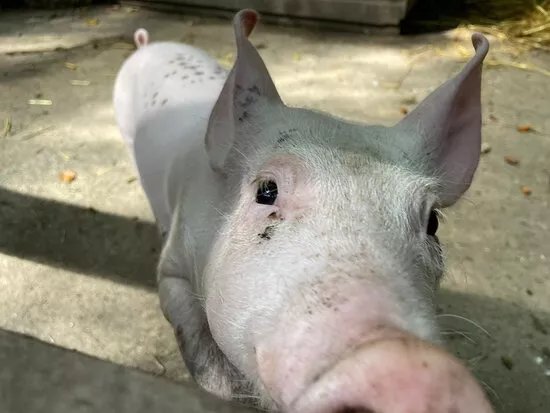 Pigs In The Wood