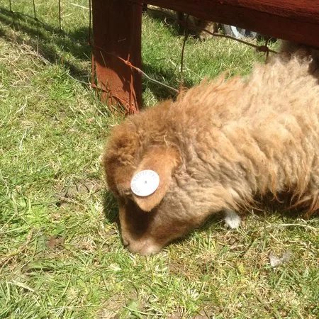 St James City Farm