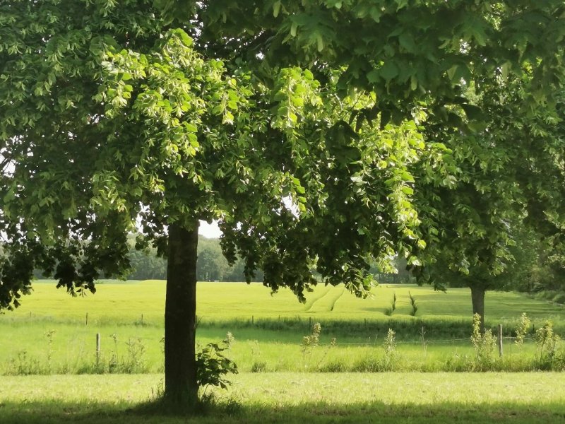 Hoeve Linnerveld