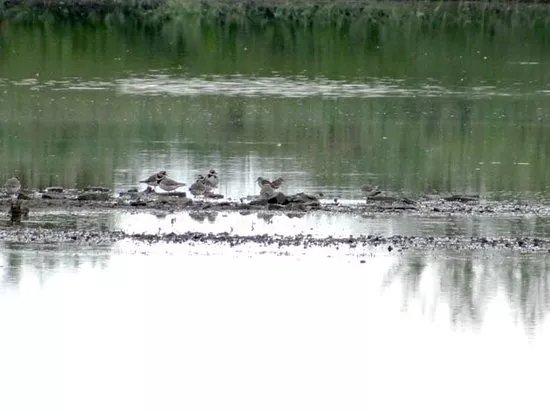 Vogelreservaat Polder IJdoorn