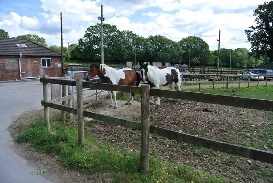 Arniss Equestrian