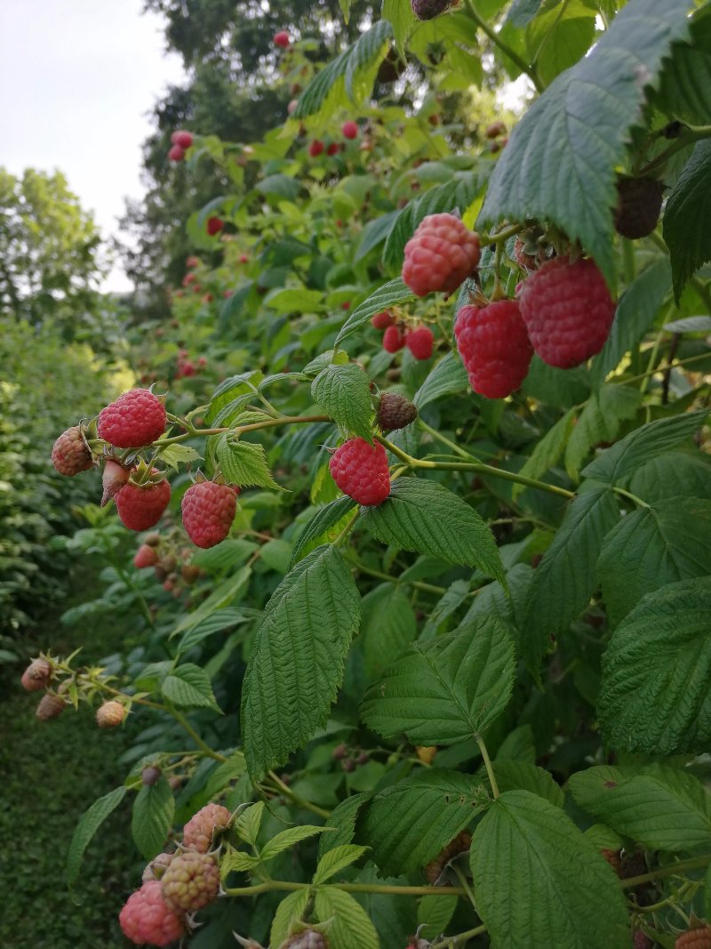 La Planche - cueillette de fruits rouges